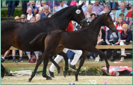 Fohlenauktion 2016 Münster-Handorf