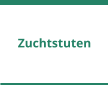 Zuchtstuten